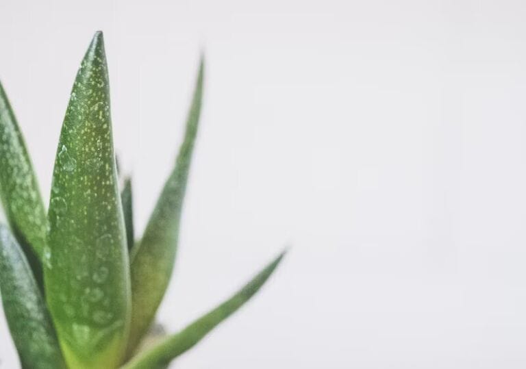 Nahaufnahme grüner Sukkulentenblätter mit Wassertropfen vor einem schlichten, hellen Hintergrund. Ideal zur Illustration von Naturpflege- oder Naturkosmetikkonzepten. Der Bildfokus liegt links, mit Negativraum rechts.