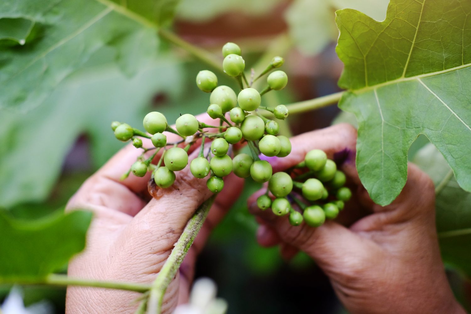Hände halten sanft eine Traube kleiner, runder, grüner Beeren an einer Pflanze, die von großen, grünen Blättern umgeben ist. Der Fokus liegt auf den Beeren und den Händen, was auf eine sorgfältige Ernte oder Untersuchung hindeutet - diese unreifen Früchte sind reich an Chlorogensäure.