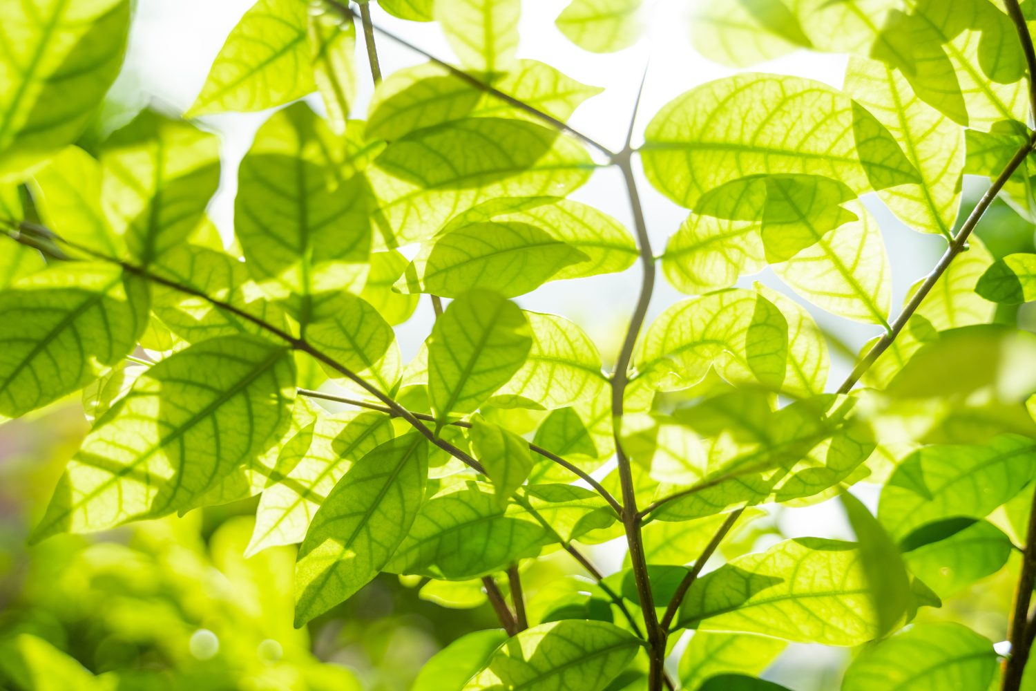 Nahaufnahme von hellgrünen, chlorophyllreichen Blättern, durch die das Sonnenlicht fällt, das die Adern hervorhebt und eine lebendige, frische und natürliche Atmosphäre schafft.