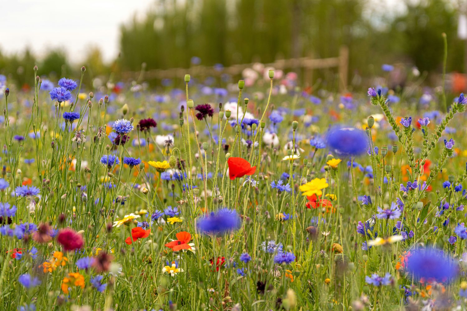 Eine lebendige Wildblumenwiese mit verschiedenen bunten Blumen, reich an sekundären Pflanzenstoffen, darunter blaue, rote, gelbe und weiße Blüten, die im hohen grünen Gras wachsen. Im Hintergrund sind verschwommene Bäume und ein Holzzaun zu sehen.