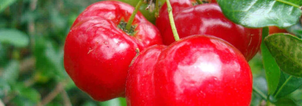 Vitamin C-Ascorbinsäure-Acerola