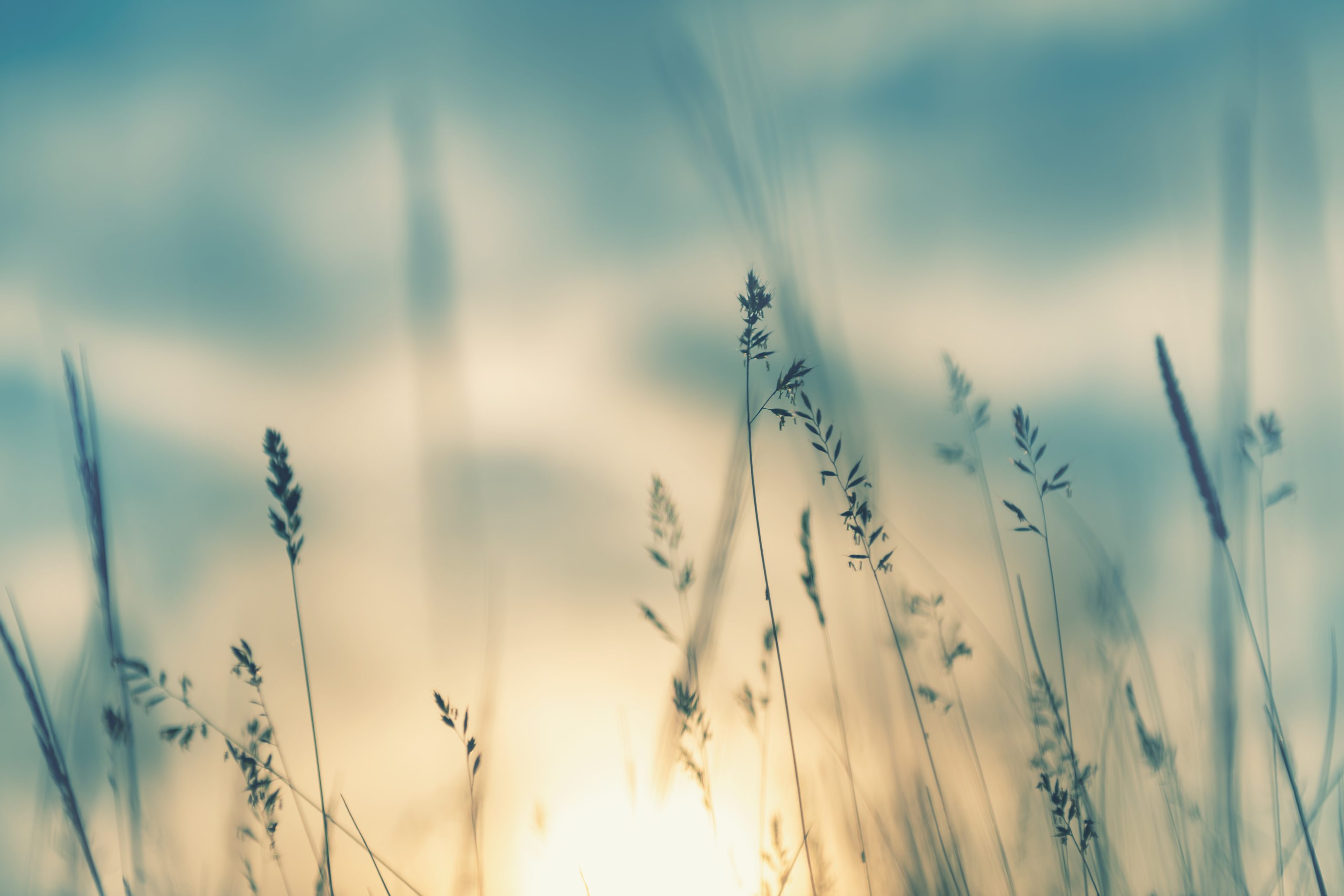 Wildgras im Wald bei Sonnenuntergang — Naturemotiv