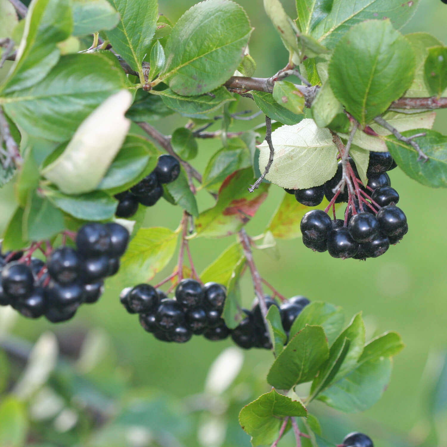 Buy Aronia Capsules online and get polyphenols from Aronia Berries